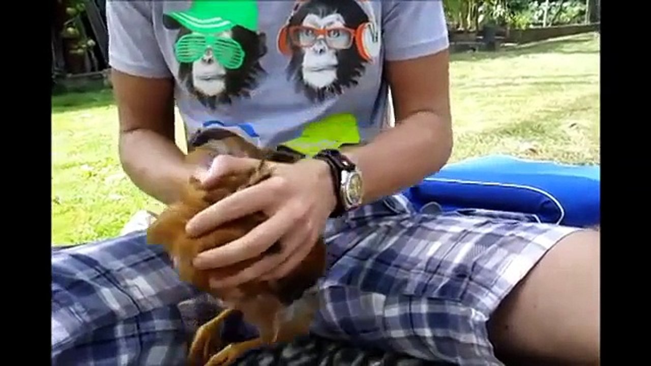 Huhn schlafen legen - How to put a chicken asleep