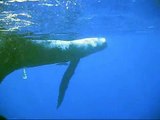 Baleines à bosse - Humpback whales - Tahiti