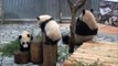 Panda Twins Babies falling down 　双子のパンダ落ちる　アドベンチャーワールド
