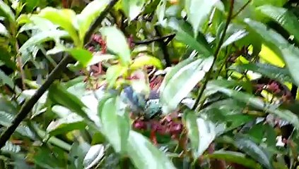 Beryl-spangled Tanager Tangara nigroviridis