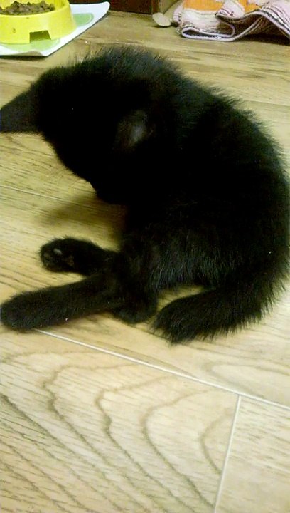 спящий котенок