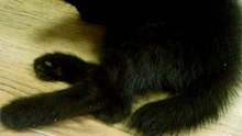 спящий котенок