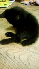 спящий котенок