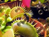 Dionaea muscipula una incredibile cacciatrice