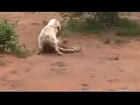 Tiny dog vs Lion, tiny dog torments and destroys lion. lion is owned.