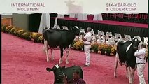 International Holstein Show - Six-Year-Old & Older Cow