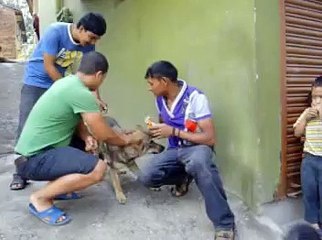 Rabies Vaccinations for Street Dogs in Kathmandu