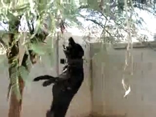 GR CH CHAVEZ' LLANTAS BIS