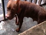Rescate de GRETA (Red de Apoyo Canino)