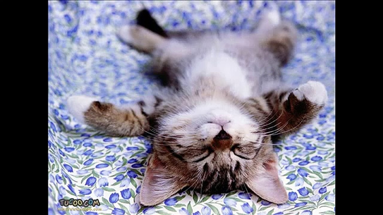 Drôle Chats Vidéo drôle Nouveau! ^   ^