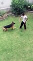 German Shepherd Training Time My Evil German Shepherd