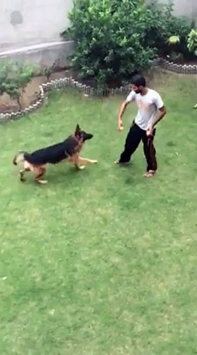 German Shepherd Training Time My Evil German Shepherd