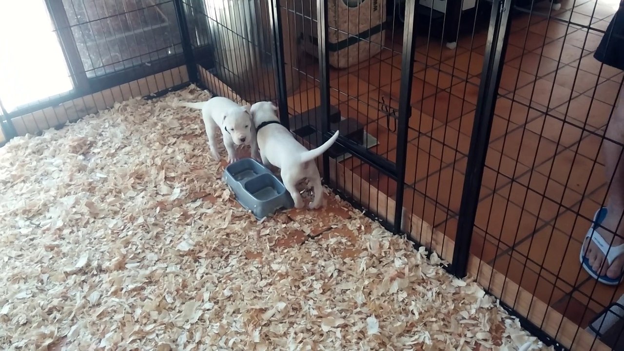 Chiots Dogue Argentin