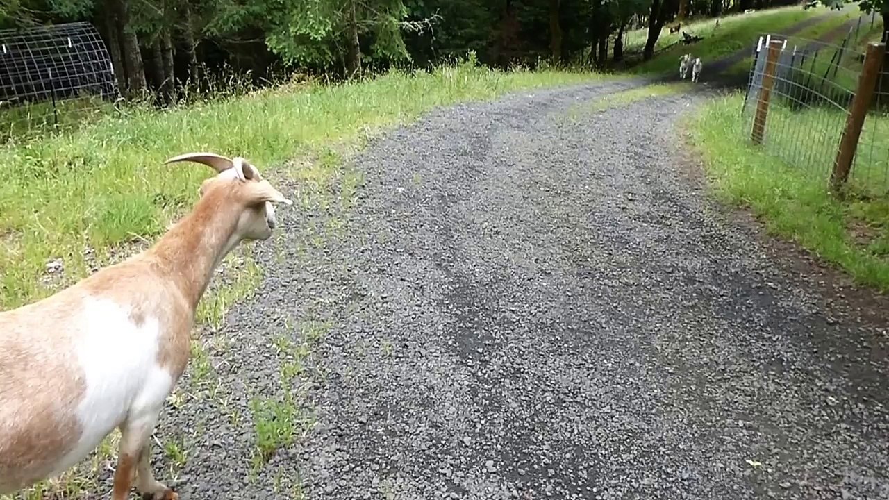 Mom goat calls baby for milk