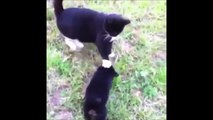 Funny Animals Videos Pikachu Beste Cat vines Best Cat Vine Compilation lustige Katzen Video 15Min