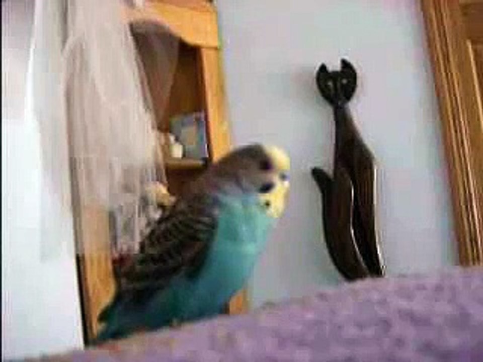 my parakeet loves music.