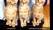 FUNNY CATS Funny cats and dogs Funny dog videos Funny cat compilation 2015
