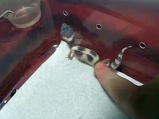 How a baby Leopard Gecko sounds.