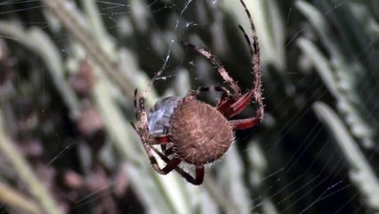 Bee caught in spider's web makes heroic escape