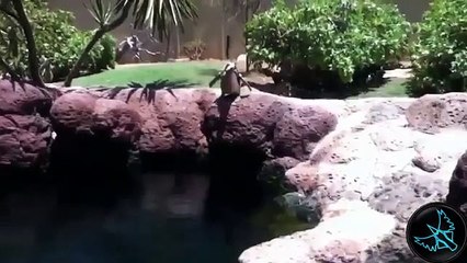 Komik Penguenler, Penguen Kazaları