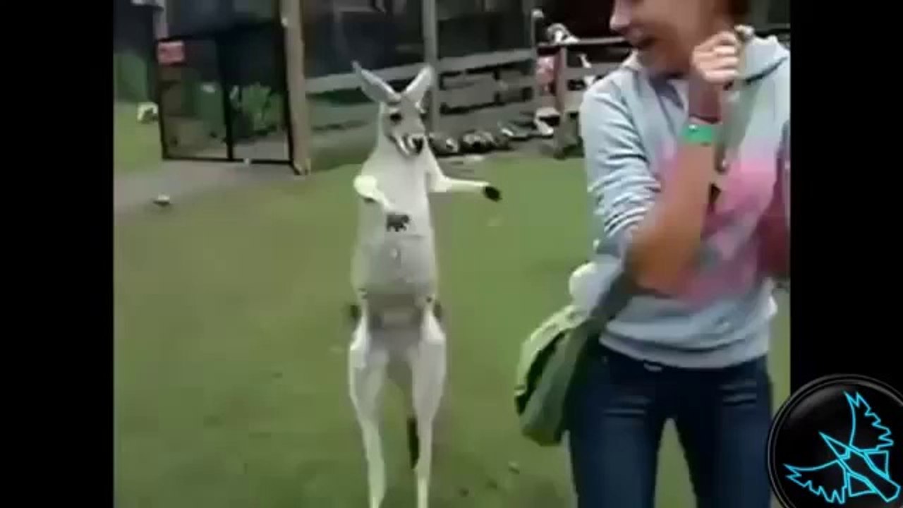 Hayvanlar ve insanlar - Komik Video Derlemesi