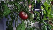 1st Vine Rippen Cherokee Purple Tomato From Our Indoor Plant #4 Fresh Tomatoes In My Living Room