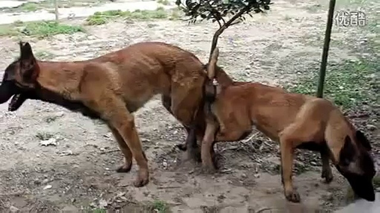 最新 外血马犬种公CD血狼与种母马犬菲菲03年5月7号交配记录