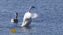 Nature: Tundra swans at Conesus Lake