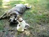 older australian cattle dog babysitting Jack Russell puppy