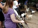 Feeding Baby Goats | Grant's Farm, St Louis, MO