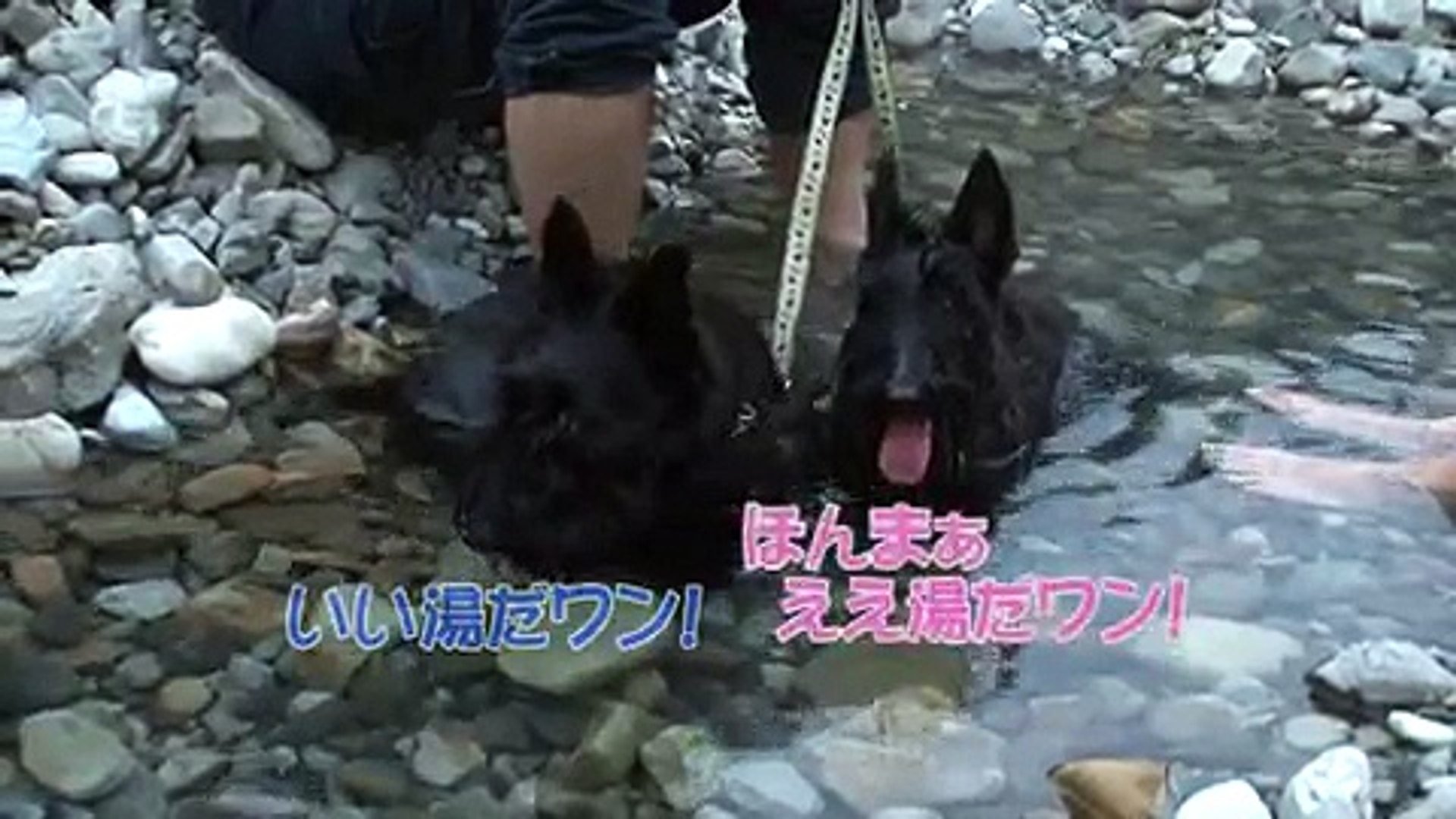 H003 和歌山 温泉に入る犬 川湯温泉仙人風呂 Video Dailymotion