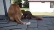 ► Squirrel jumps on cat _ Белка кувыркается на кошке