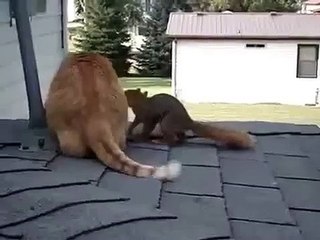 ► Squirrel jumps on cat _ Белка кувыркается на кошке