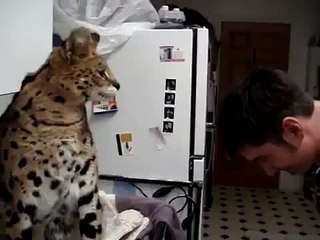 ►Ashera BEATS paw on the head _ АШЕРА БЬЕТ ЛАПОЙ ПО ЧЕРЕПУ ПАРНЮ!