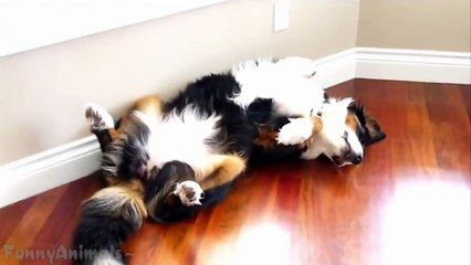 ►Funny Dogs Sleeping in Weird Positions Compilation _ Как спят смешные собаки _)