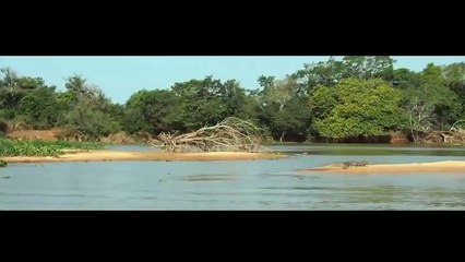 ►Jaguar attacking a crocodile _ Ягуар атакует крокодила