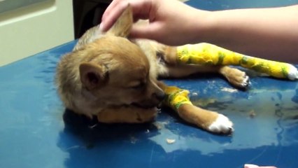 Dying Puppy makes miraculous recovery!