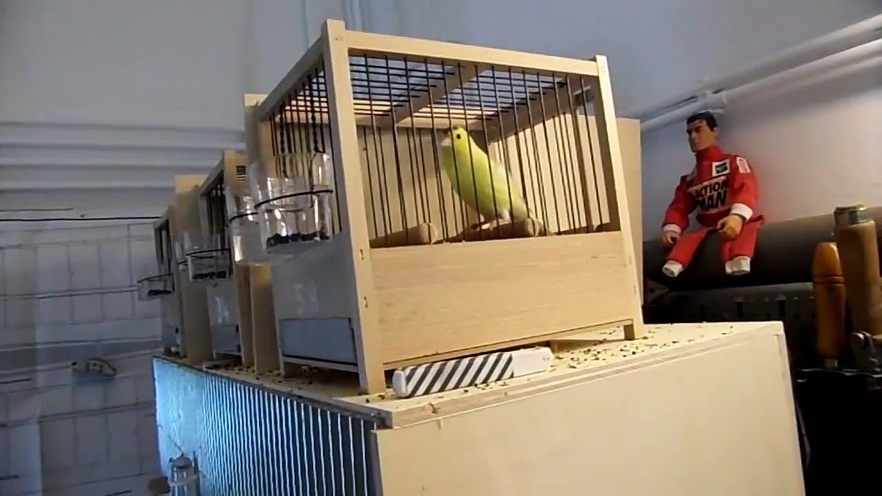 Singing Canary Birds "Harzer Roller" from Germany