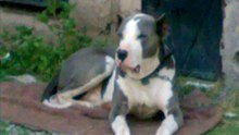 UNIQUE N BEAUTIFUL BULLY KUTTA