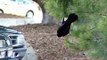 Strange crow behaviour