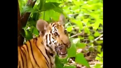 Tiger and Monkey play together | Animals documentary