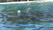 Porpoise Pool at Coffs Harbour Australia