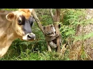 When cows attack koalas