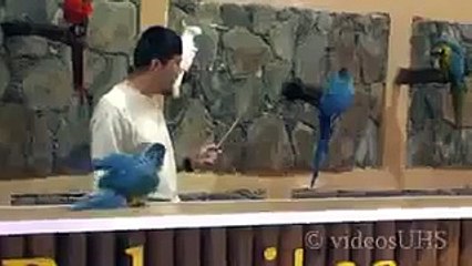 Parrot Tips and Tricks - Very Interesting