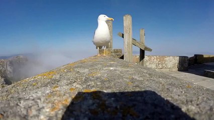 ►Seagull stole camera operator tourists _ Чайка-оператор украла камеру у туристов