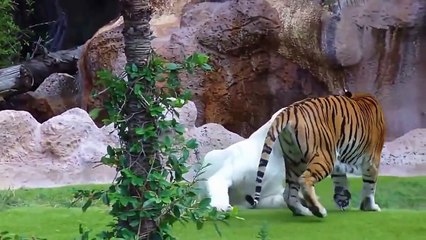 ►White And Bengal Tiger _ Белый и бенгальский тигр