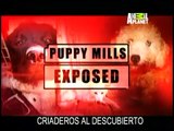 Rescate Canino -Desbaratando Criaderos Clandestinos