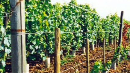 Alex Podolinsky a teacher of biodynamic agriculture