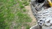 Barred Owl Release August 2012