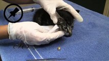 botfly kitten1